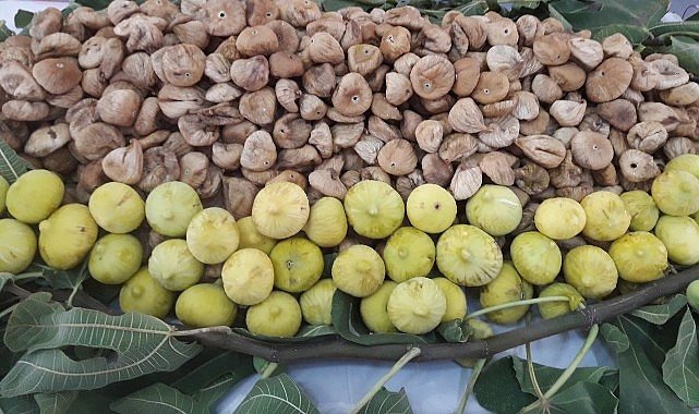 Türk Kuru İnciri AB’de Güven Tazeliyor